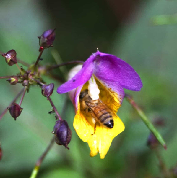 Himachali Wildflower Honey | Harvested at 10758 Ft | 500 gms