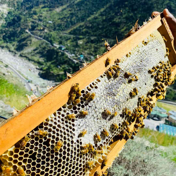 Pahadi Chichri Honey | Harvested at Height of 7708 Ft  | 270 gms